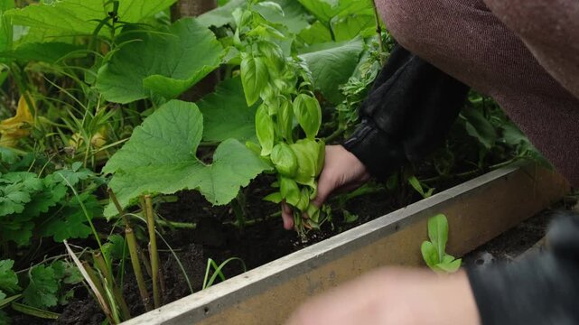 Woman planting fresh basil plant. Growing herbs on kitchen garden