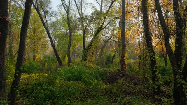 forest clearing in early autumn, with yellow leaves falling under a soft morning mist. Ideal for conservation-related materials, seasonal website backgrounds, and outdoor adventure photography.