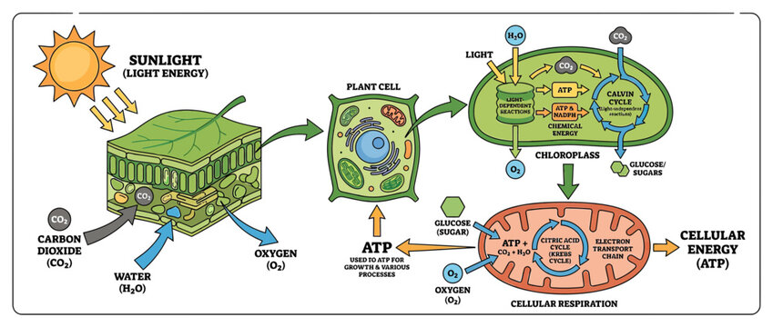 Plant Photosynthesis and Cellular Respiration Diagram
