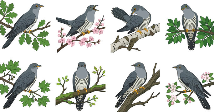 Common Cuckoo Bird Vector Illustration Set Featuring Grey Wild Birds Perched on Blooming Tree Branches for Nature Wildlife and Ornithology Graphic Designs