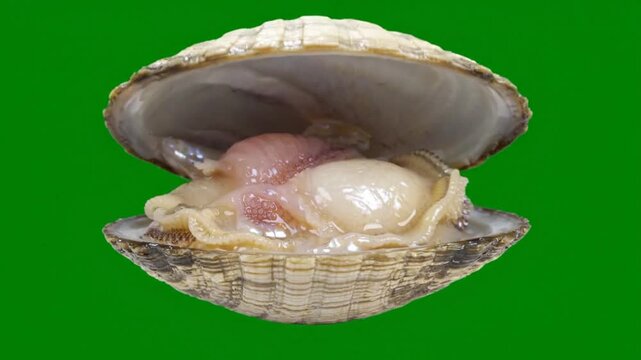 Open clam shell showing soft internal anatomy against a solid green background