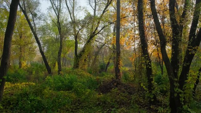 forest clearing in early autumn, with yellow leaves falling under a soft morning mist. Ideal for conservation-related materials, seasonal website backgrounds, and outdoor adventure photography.