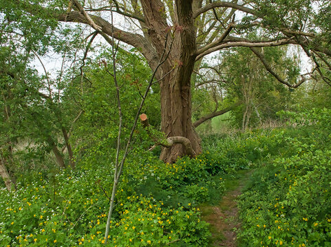 tree surrounded with yellow celandine flowrs along a trail in a spring forest in  Bourgoyen nature reserve, Ghent, Flanders, Belgium 