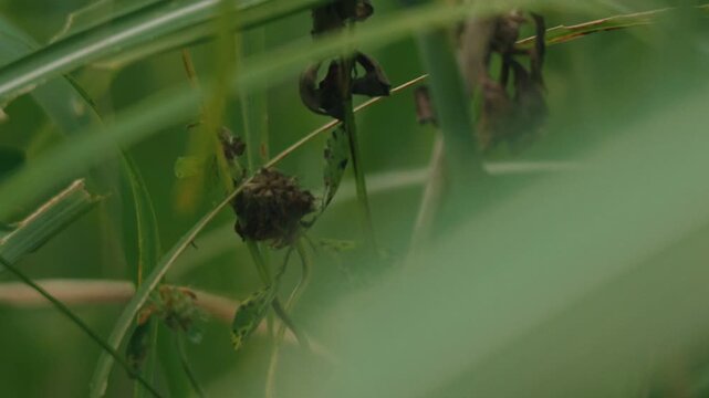 Close-up of grass leaves with a beautifully blurred grassland background
