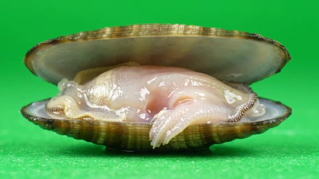 Fresh raw clam with open shell displaying tender meat on a bright green background