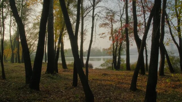 A horizontal shot of a river seen through a silhouette of dark tree trunks in a lakeside park during early autumn, with fallen yellow leaves covering the ground and a soft morning mist on the horizon