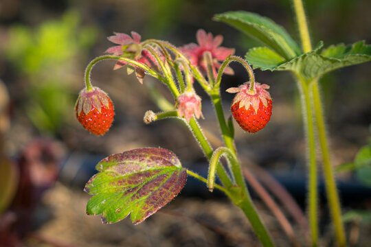 Organic farming and sustainable agriculture, wild strawberries growing on a plant in a garden with natural sunlight and healthy soil for food production