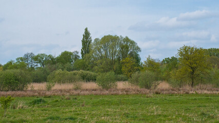 Obraz premium marsh landscape with meadow with spring trees and reed on a cloudy day in Bourgoyen nature reserve, Ghent, Flanders, Belgium 
