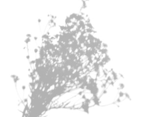 Obraz premium Dense Wildflower Bouquet Shadow Overlay on a transparent background