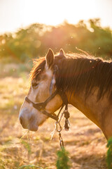 A brown horse with a white spot in a pasture. The horse is grazing in a field. © Vladislav