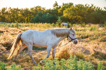 A white horse with black spots in a pasture. The horse is grazing in a field. © Vladislav