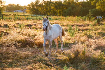 Naklejka premium A white horse with black spots in a pasture. The horse is grazing in a field.
