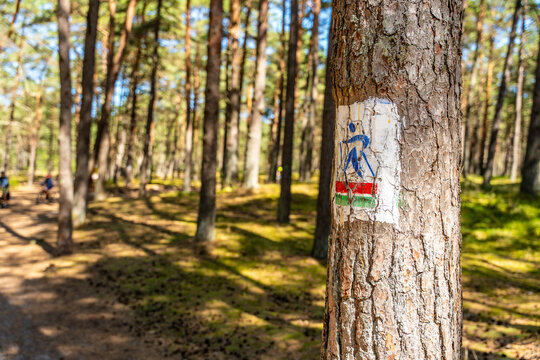 Hiking Trail Marker On Pine Tree In Forest For Woodland Navigation And Outdoor Recreation