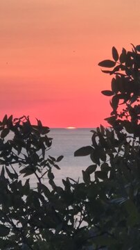 Ocean sunset horizon glowing over water behind dark leaves in a coastal setting. Static shot.