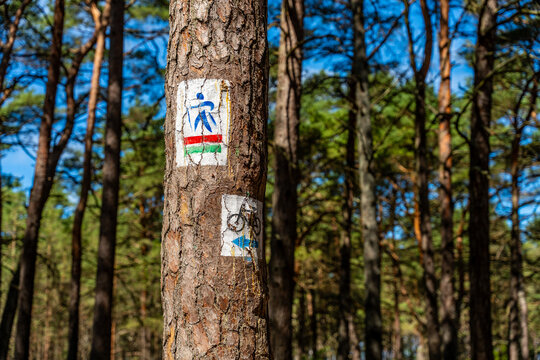 Hiking And Bicycle Trail Markers On Pine Tree In Forest For Outdoor Route Navigation