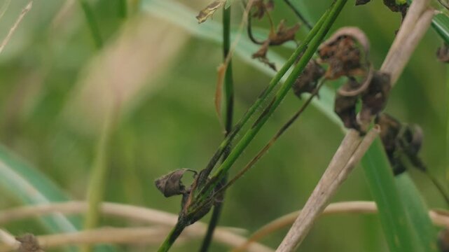 Close-up of grass leaves with a beautifully blurred grassland background
