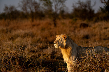 lion in the grass © Quentin