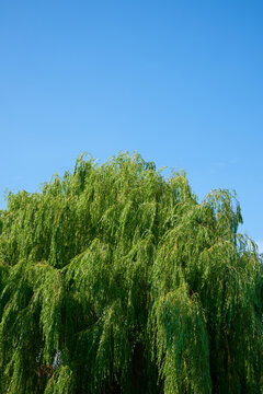 Weeping willow with a clear blue sky.