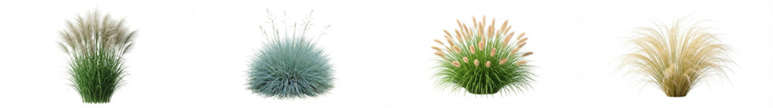 Ornamental grass bushes isolated on white background featuring pampas, blue fescue, and feather grass varieties for architectural visualization, landscape design, and 3D garden rendering