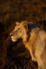 lion in the grass © Quentin
