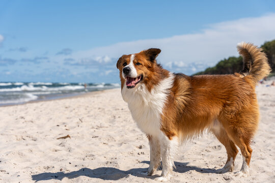 Happy Brown And White Dog Standing On Sandy Beach By Sea During Summer Pet Vacation