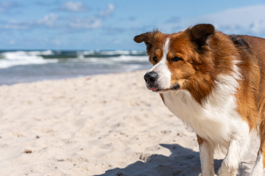 Brown And White Dog Portrait On Sandy Beach By Sea During Summer Pet Travel And Vacation