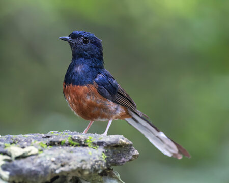 Portrait of a male White-Rumped Sharma