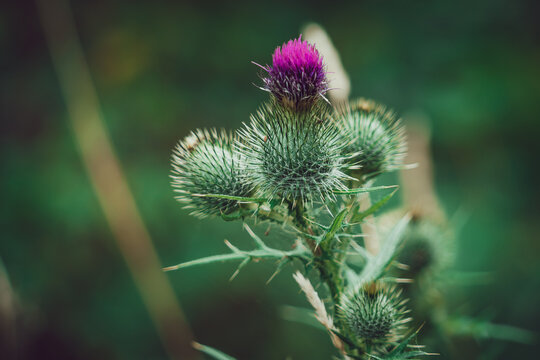 Biodiversity and wild nature, purple thistle flower blooming in a meadow with green foliage and natural sunlight in a summer garden