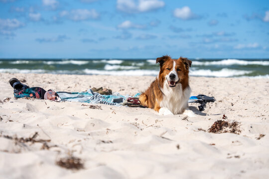 Happy Dog Resting On Sandy Beach By Sea During Summer Pet Vacation And Outdoor Leisure