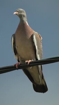 Wood pigeon standing firmly on elevated power line against clear blue sky backdrop. Low-angle static shot.