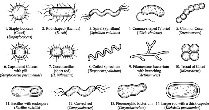 Educational diagram showing various morphological shapes and types of bacteria cells.