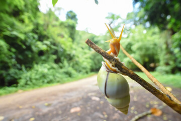 Amphidromus snail crawl on a branch © Sanit