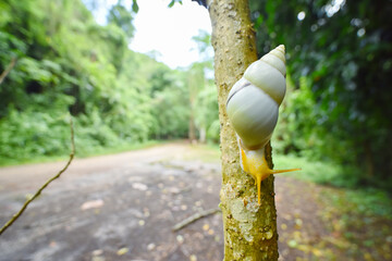 Amphidromus snail crawl  on a tree © Sanit