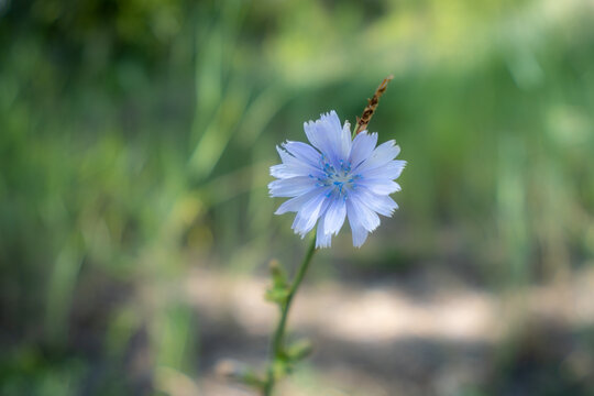 Nature conservation and biodiversity, blue chicory flower blooming in a wild meadow with soft natural light and blurred green background