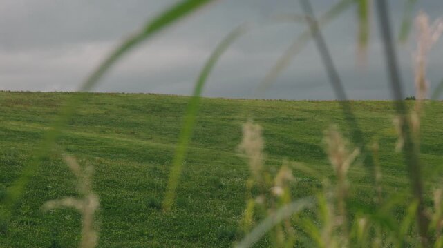Close-up of grass blades with a gray sky and gently sloping grassland in the background

