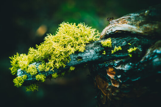 Ecosystem health and biodiversity, bright green moss growing on a decaying tree branch in a forest environment with soft natural lighting