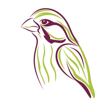 Canary isolated vector illustration