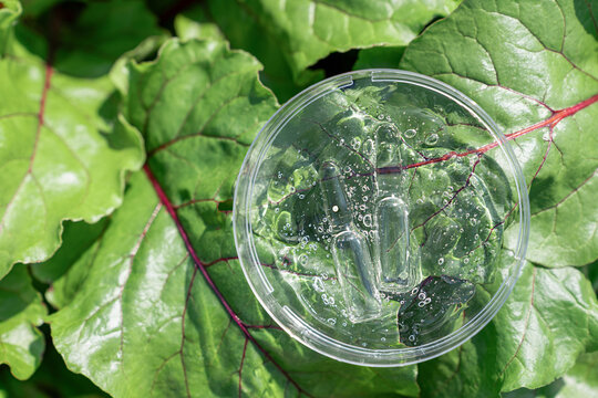 Two glass ampoules submerged in clear liquid gel within petri dish, resting on vibrant green plant leaves