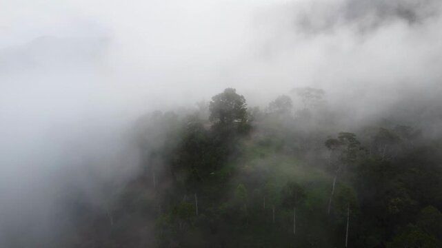 Moody aerial drone shot flying through thick fog above the Amazon rainforest, with dark treetops and a faint rooftop appearing and vanishing in the dense grey mist.