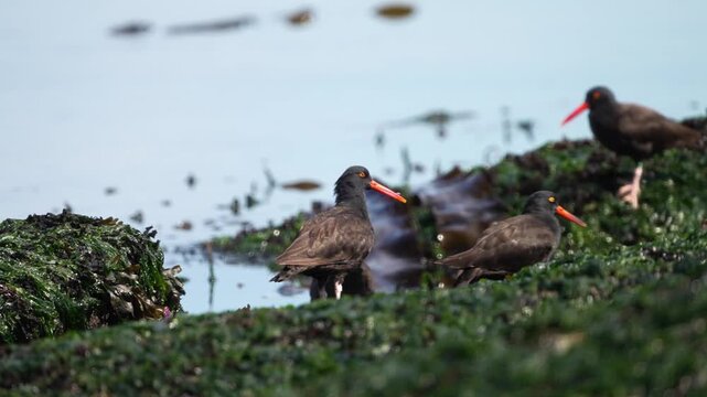 A group of oystercatchers preening and bathing at low tide, before taking off and leaving frame.