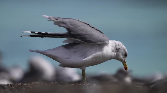 A California gull stretches it's wings on a sunny day on the coast of British Columbia, Canada.