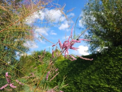Tamarix ramosissima Pink Cascade_Summar Tamarisk branch with pink flowers