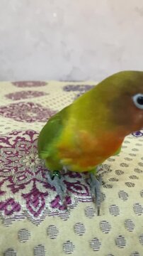 parrot on a branch
