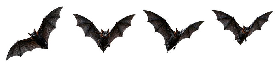 Obraz premium Collection of detailed flying fox illustrations in different poses, set against black backdrop