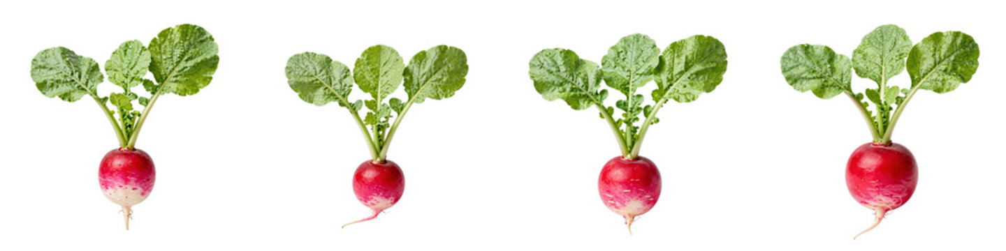 Four radishes in a row on a black backdrop, with leaves still attached