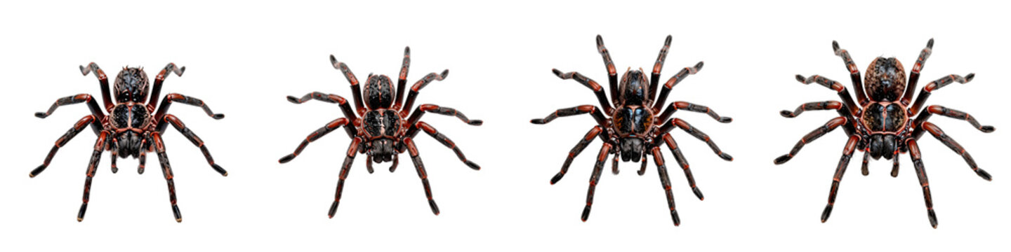 Four brazilian red and black tarantulas displayed on a black background