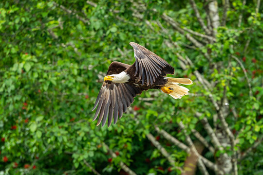 Hoonah Eagle