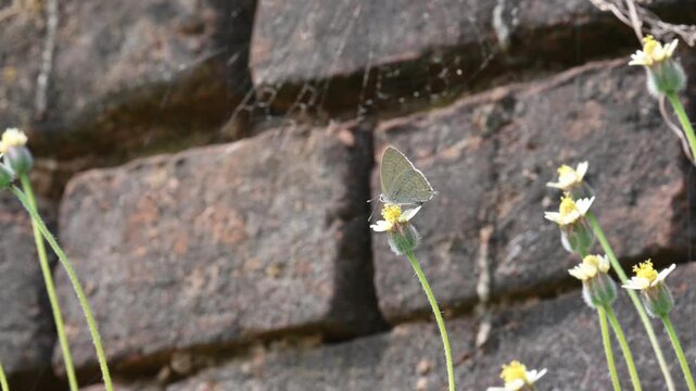 Catochrysops strabo or&nbsp;forget-me-not butterfly. It&nbsp;is a small butterfly found in Asia that belongs to the&nbsp;lycaenids or blues&nbsp;family. It is sucking the nectar from the Tridax procumbens flower.