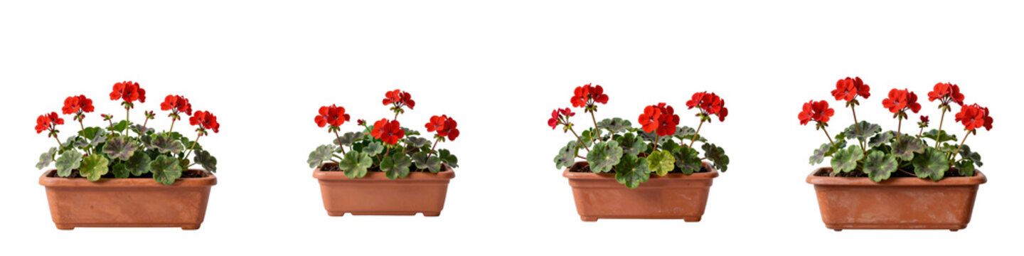Four terracotta pots feature vibrant red geraniums in full bloom against a dark background