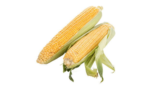 Fresh ripe yellow sweet corn cob with green husks isolated on transparent background